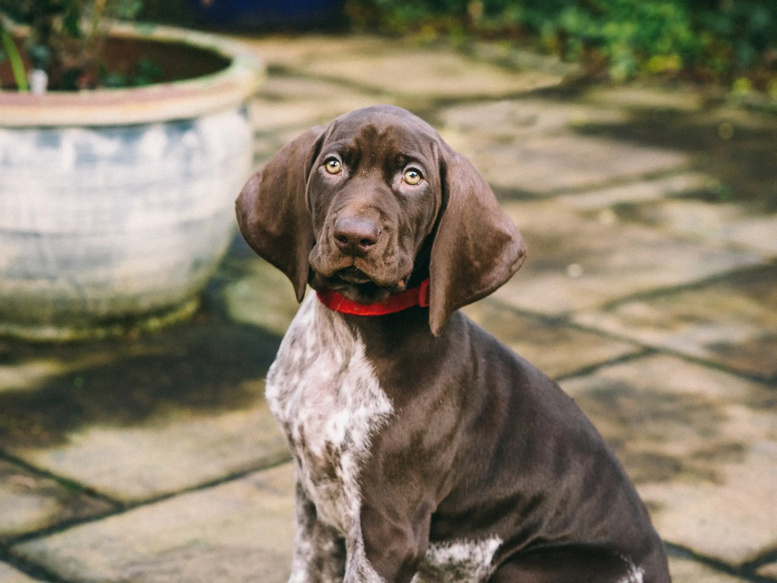 FortiFlora for dogs uses and benefits